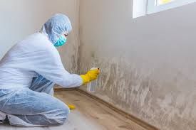 Why You Should Choose Our Mold Remediation Services in Half Moon Bay, CA